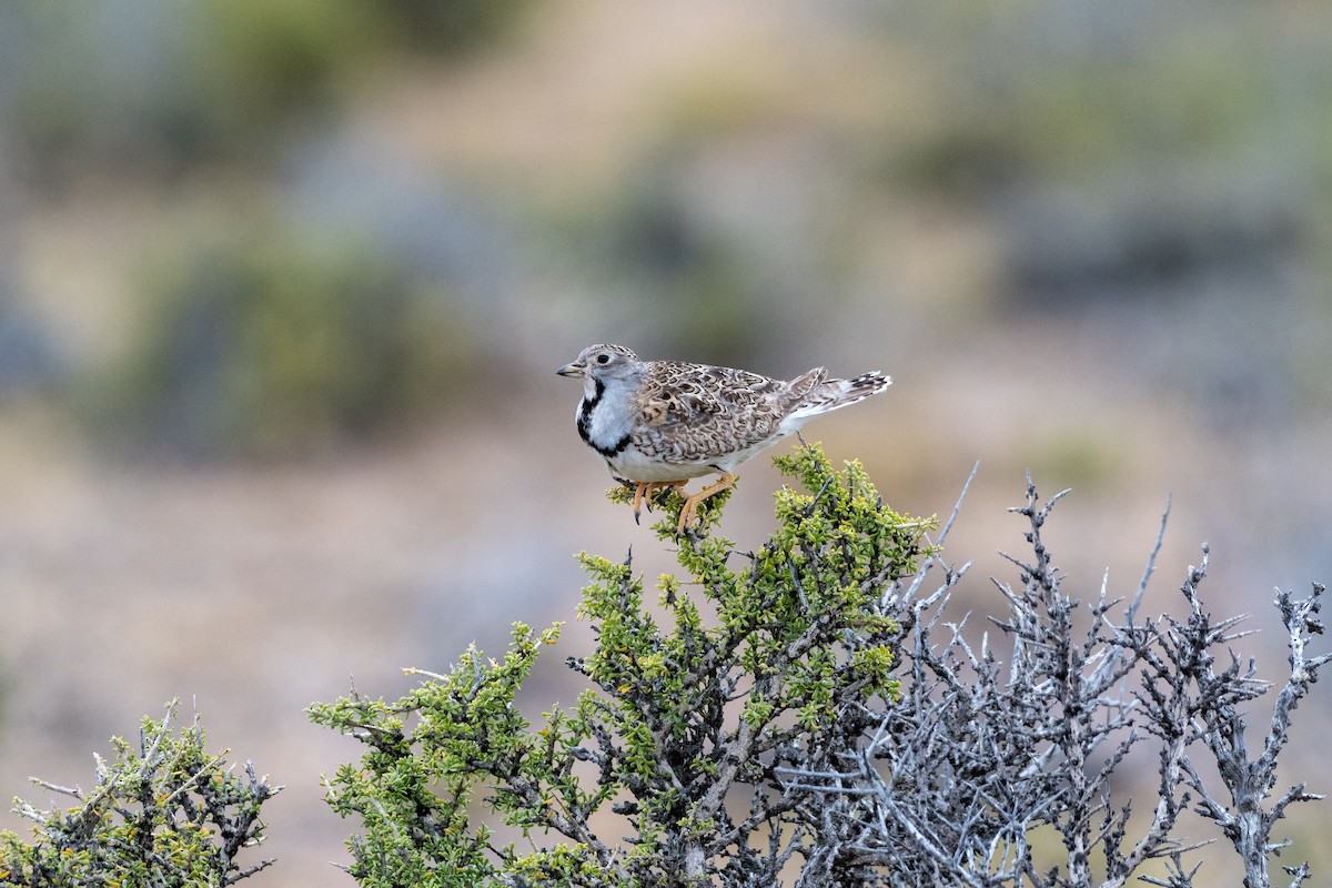 Least Seedsnipe - ML518931871