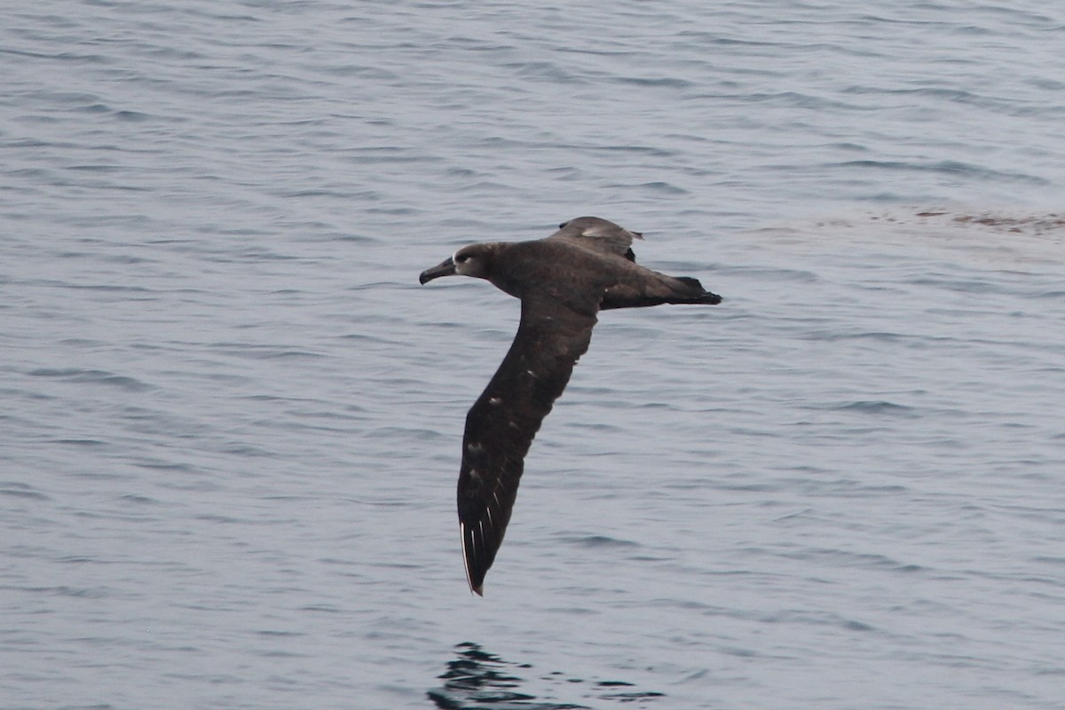 Albatros à pieds noirs - ML518932361