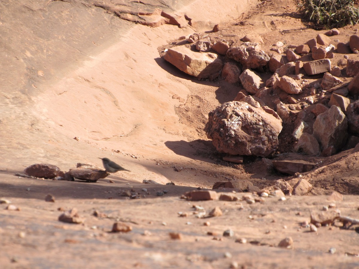 Rock Wren - ML518932901