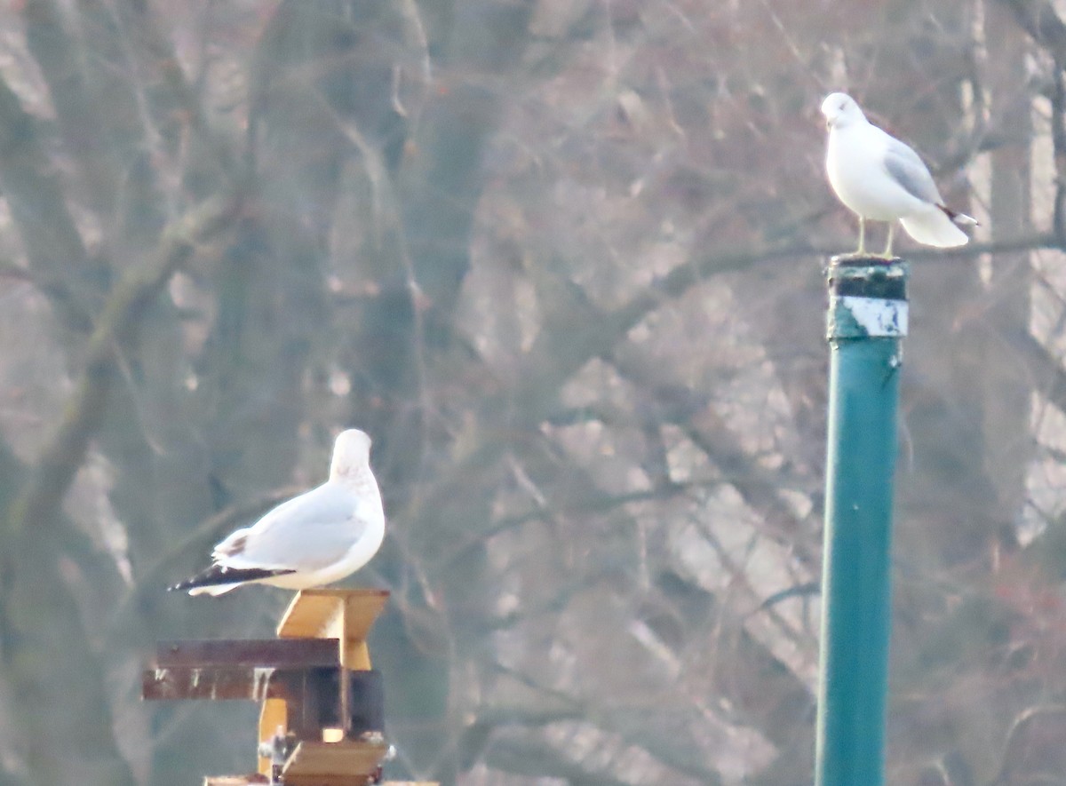 Ring-billed Gull - ML518934431