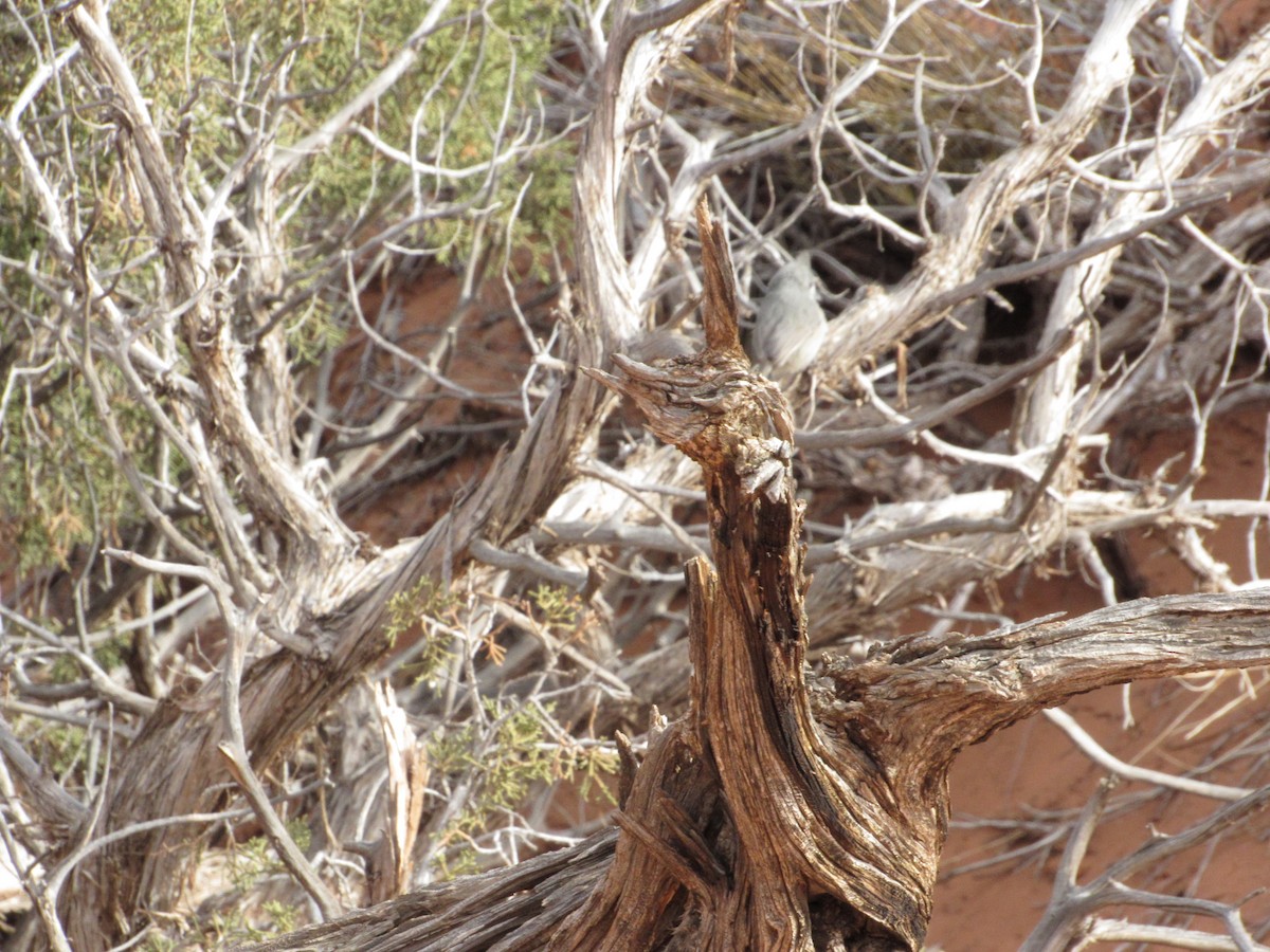 Juniper Titmouse - ML518934701