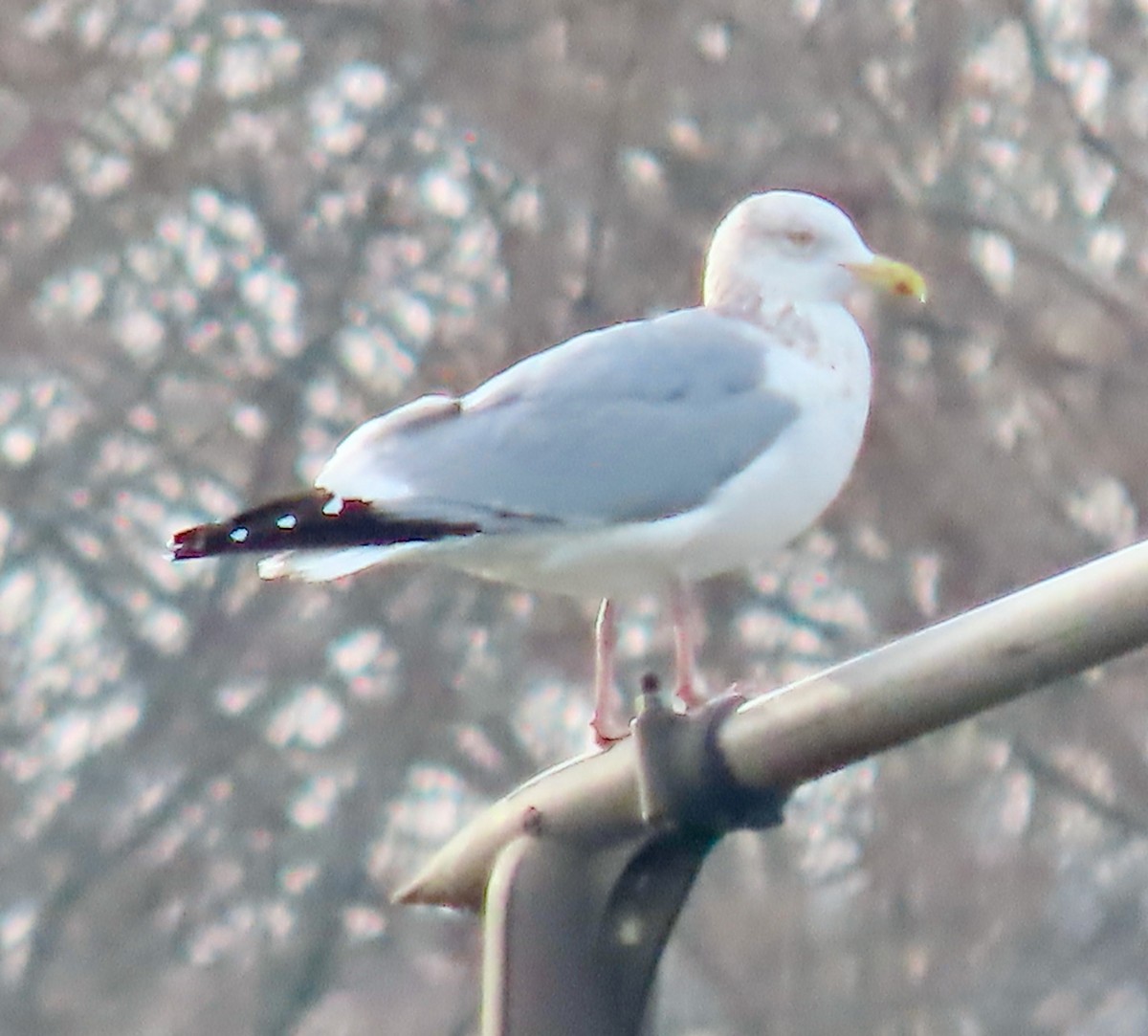 Herring Gull - ML518934761