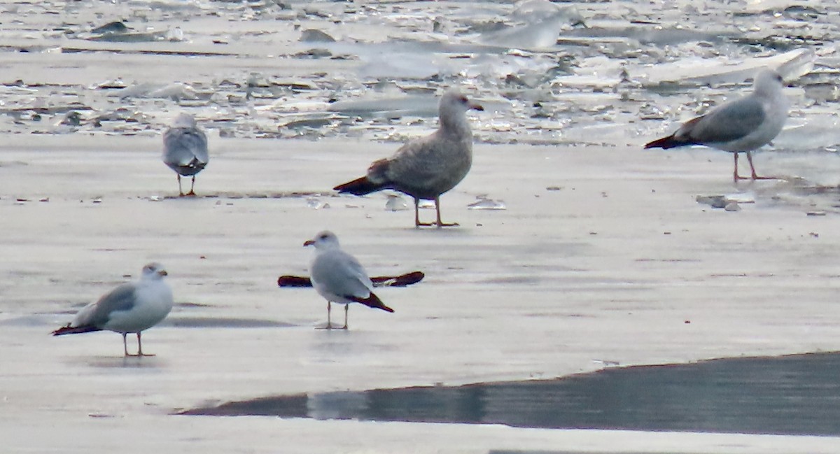 Herring Gull - ML518934841