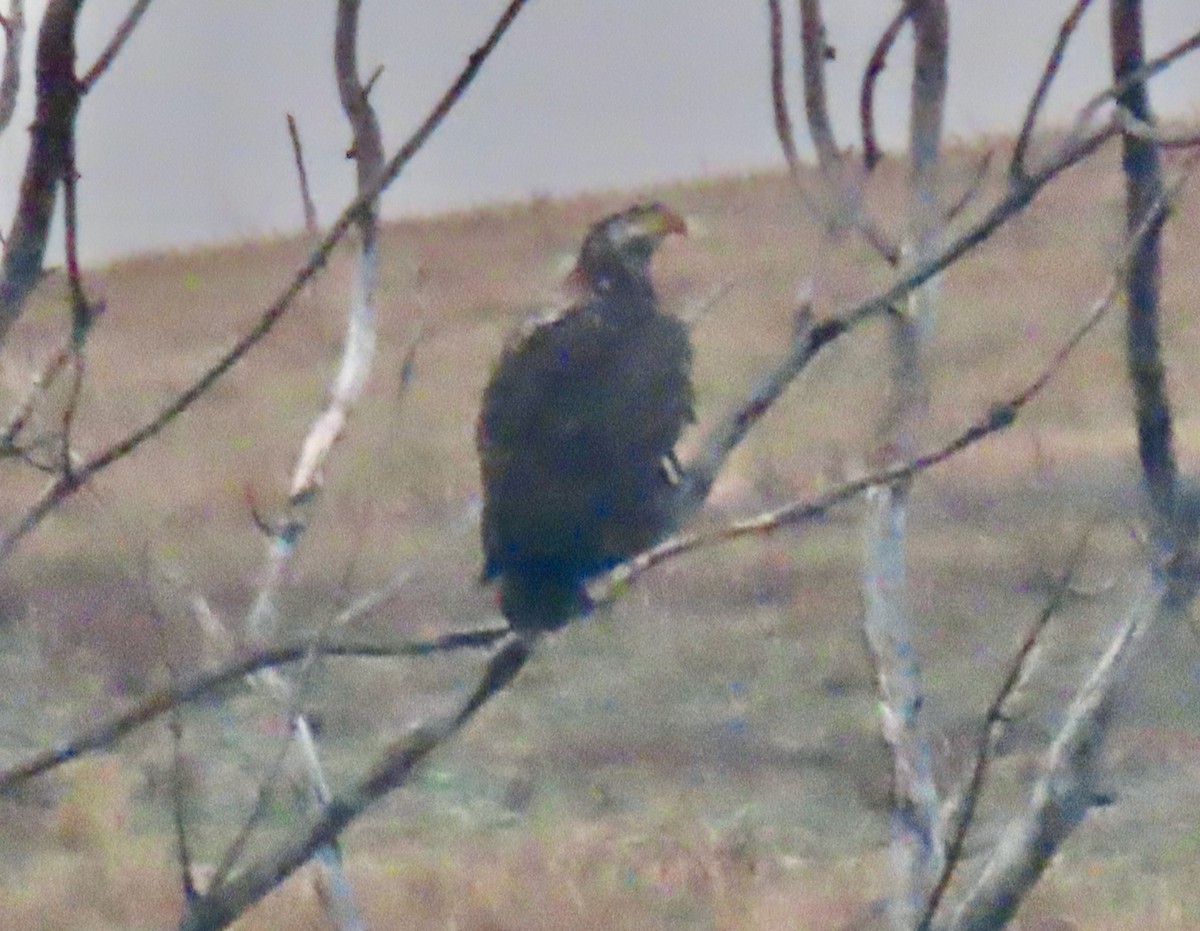 Bald Eagle - ML518935151