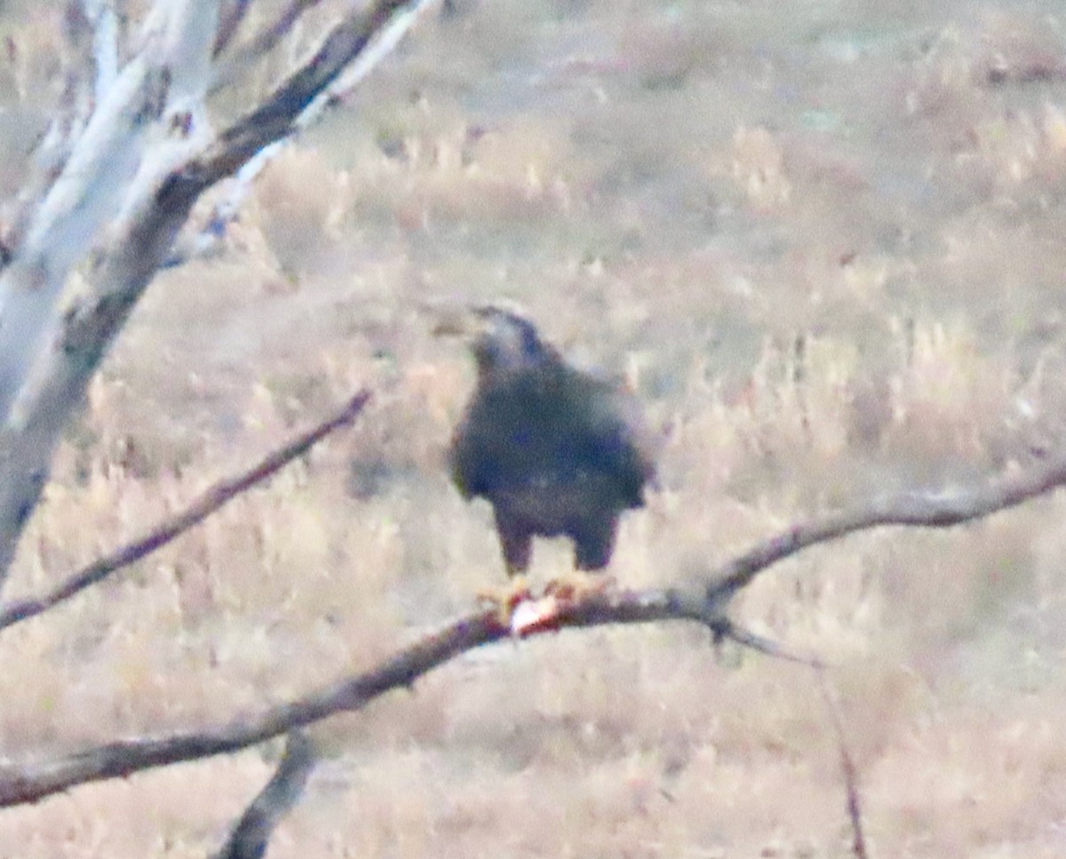 Bald Eagle - ML518935281