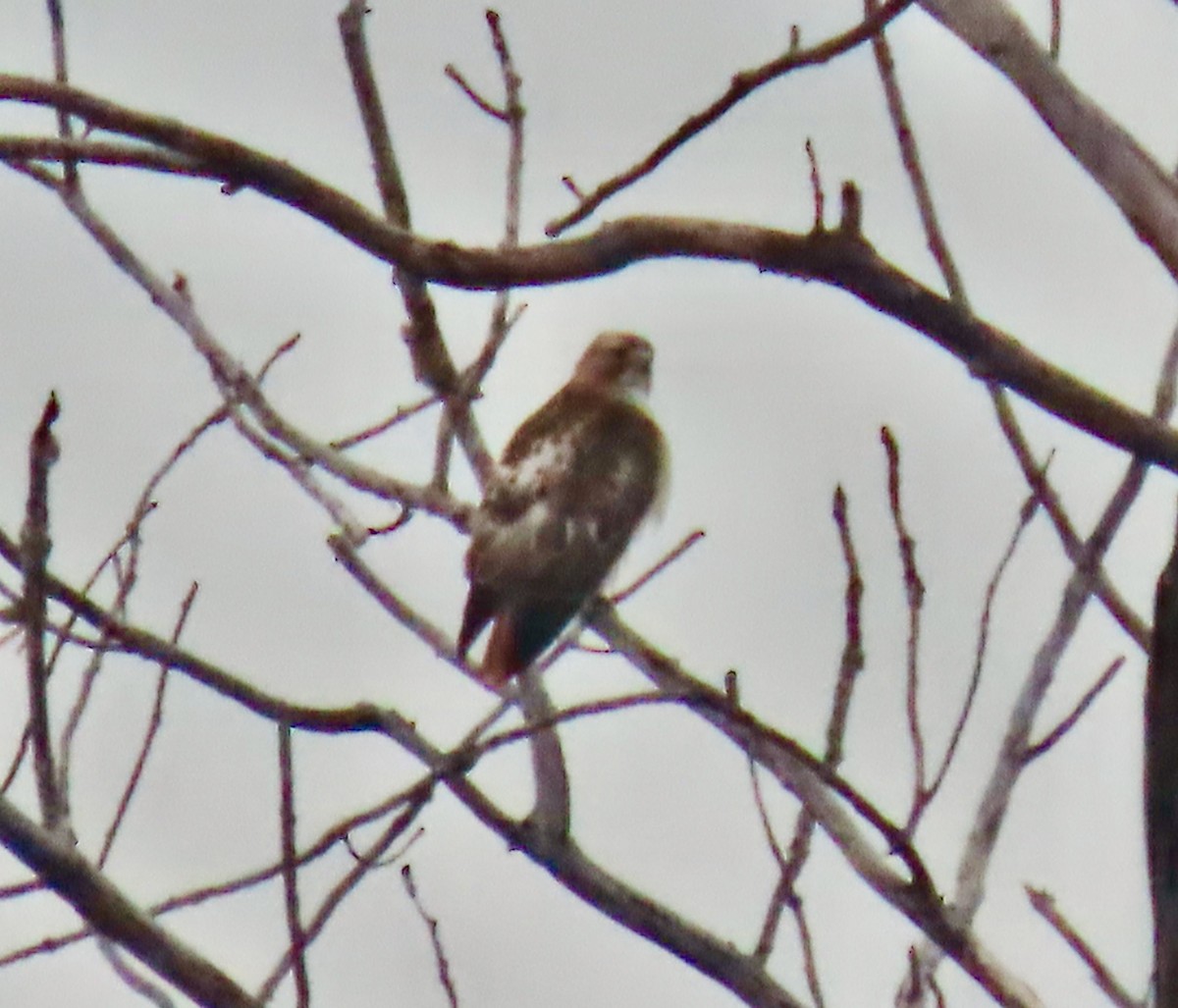 Red-tailed Hawk (borealis) - ML518935571