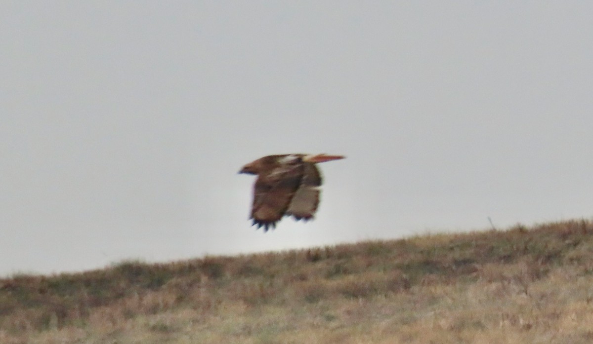 Red-tailed Hawk (borealis) - ML518935671