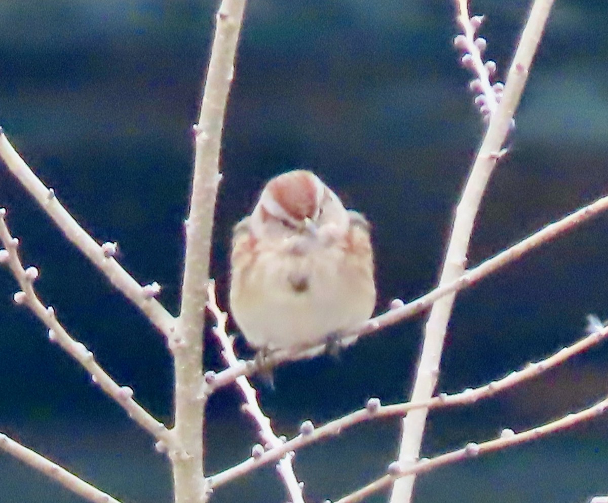 American Tree Sparrow - ML518936451