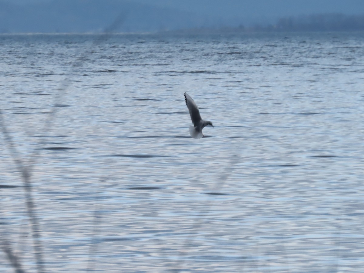 Bonaparte's Gull - ML518937931