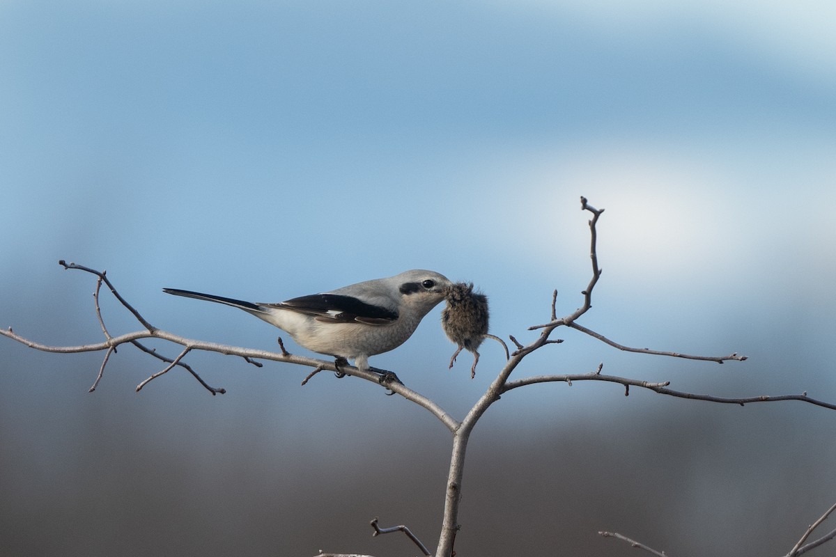 Northern Shrike - ML518938271