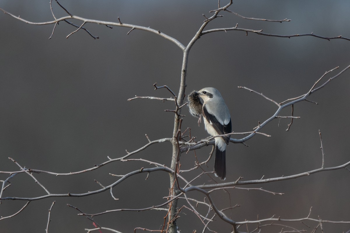 Northern Shrike - Steve Rappaport