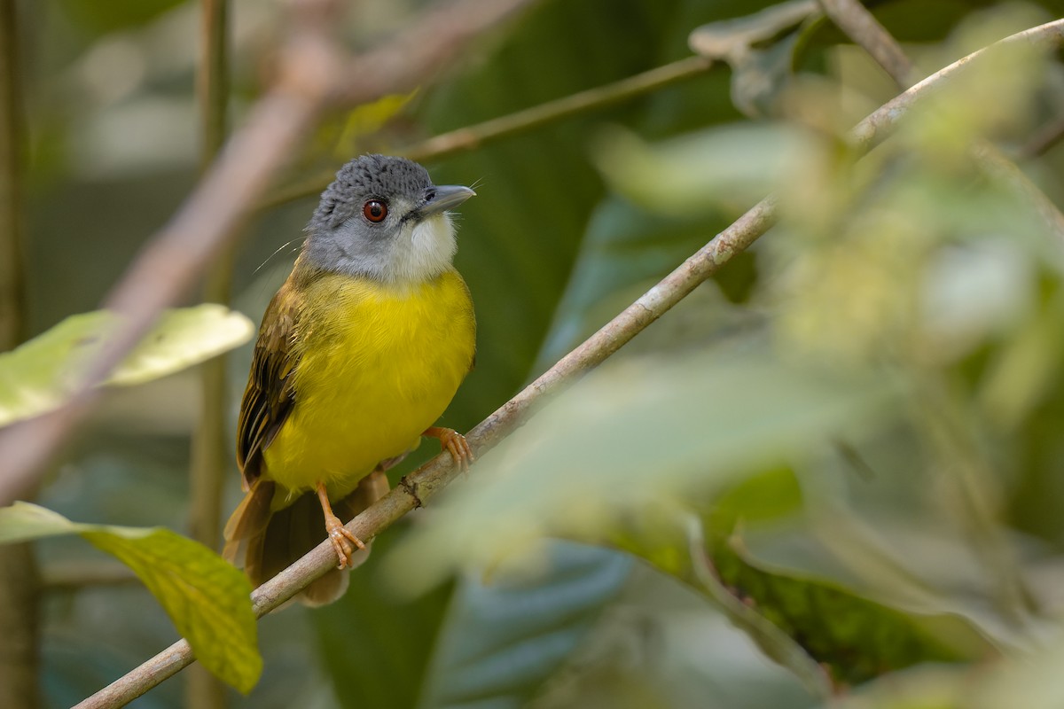 Yellow-bellied Bulbul - Ethan Teo