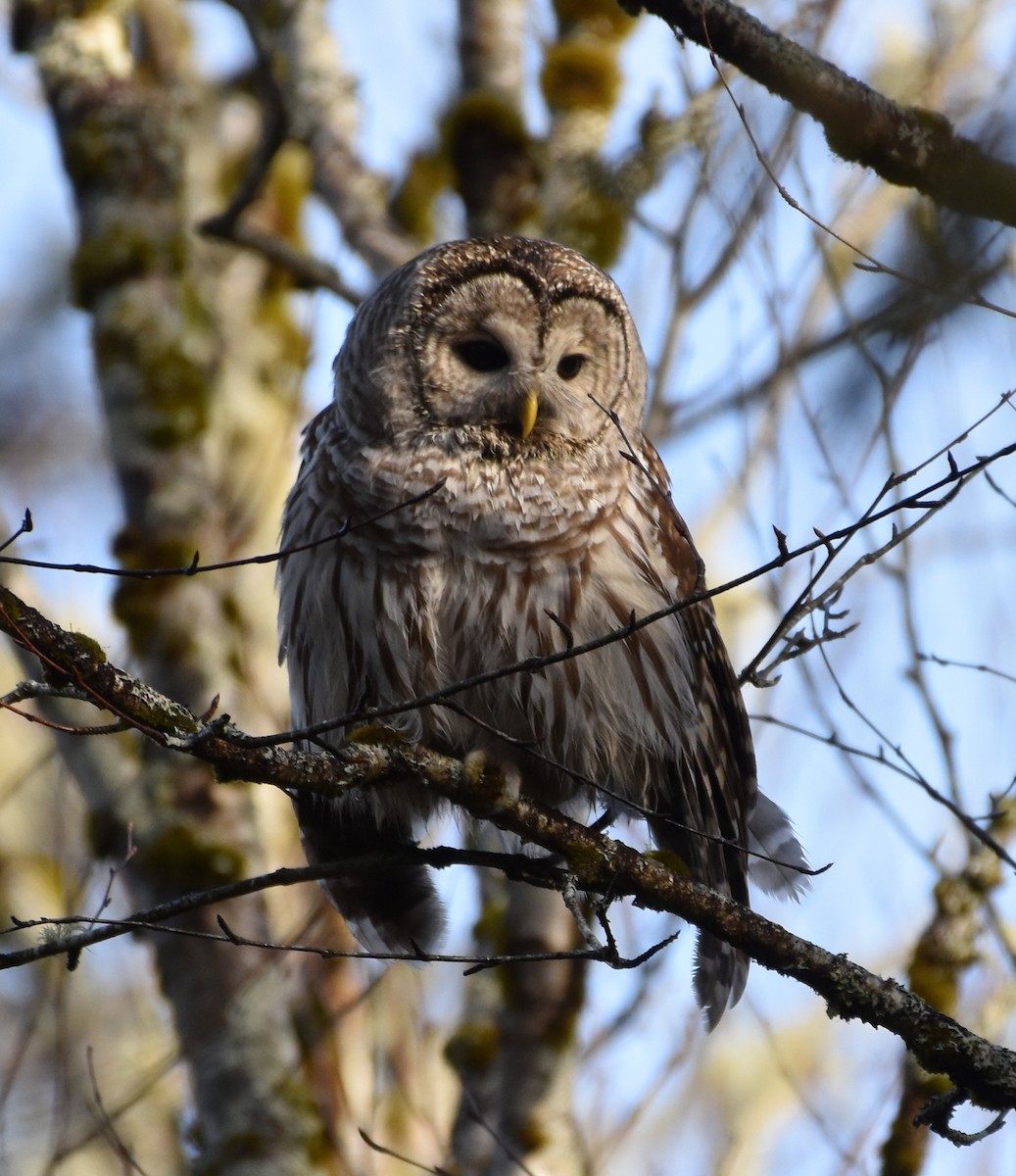 Barred Owl - Jada Fitch