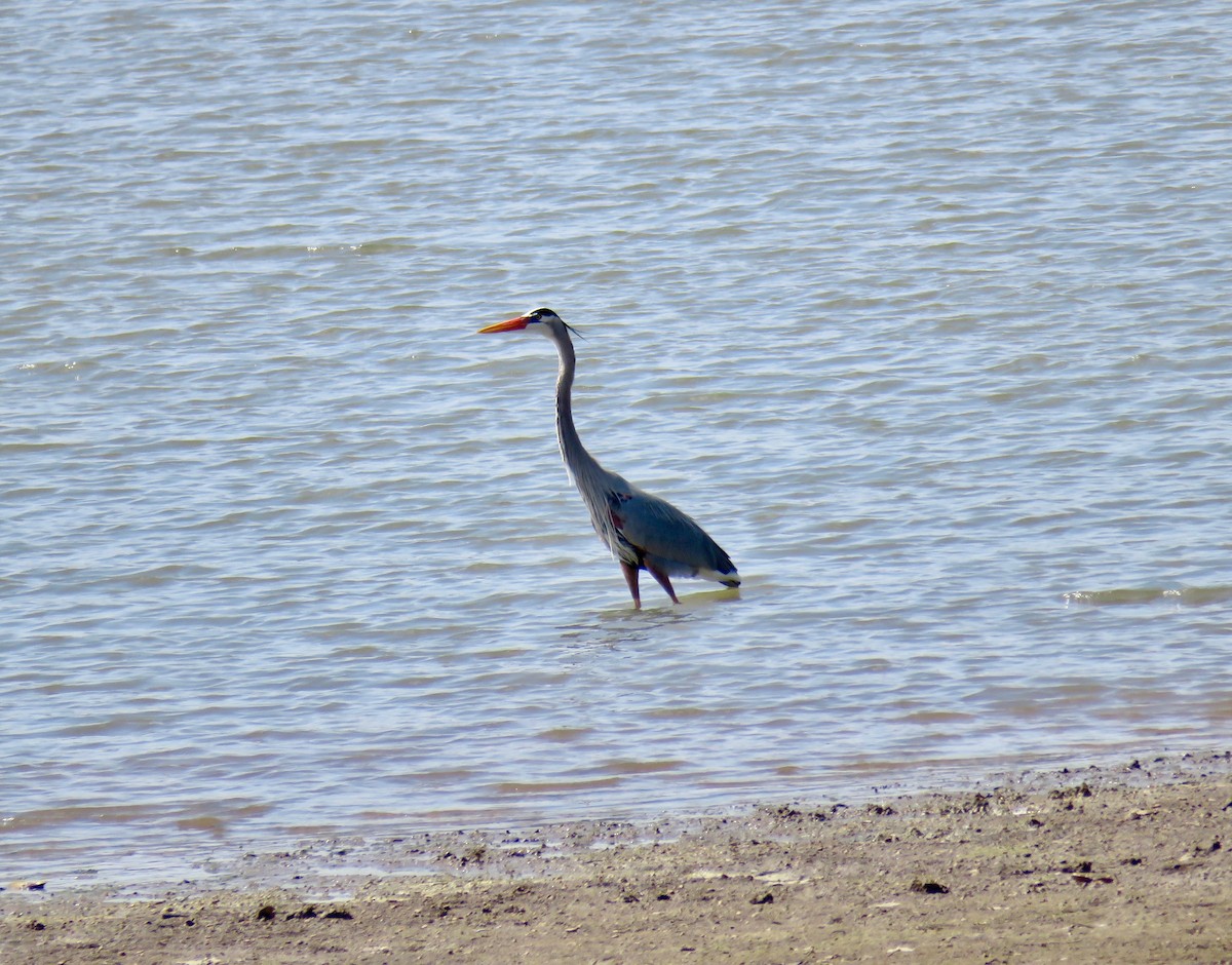 Great Blue Heron - ML51894011