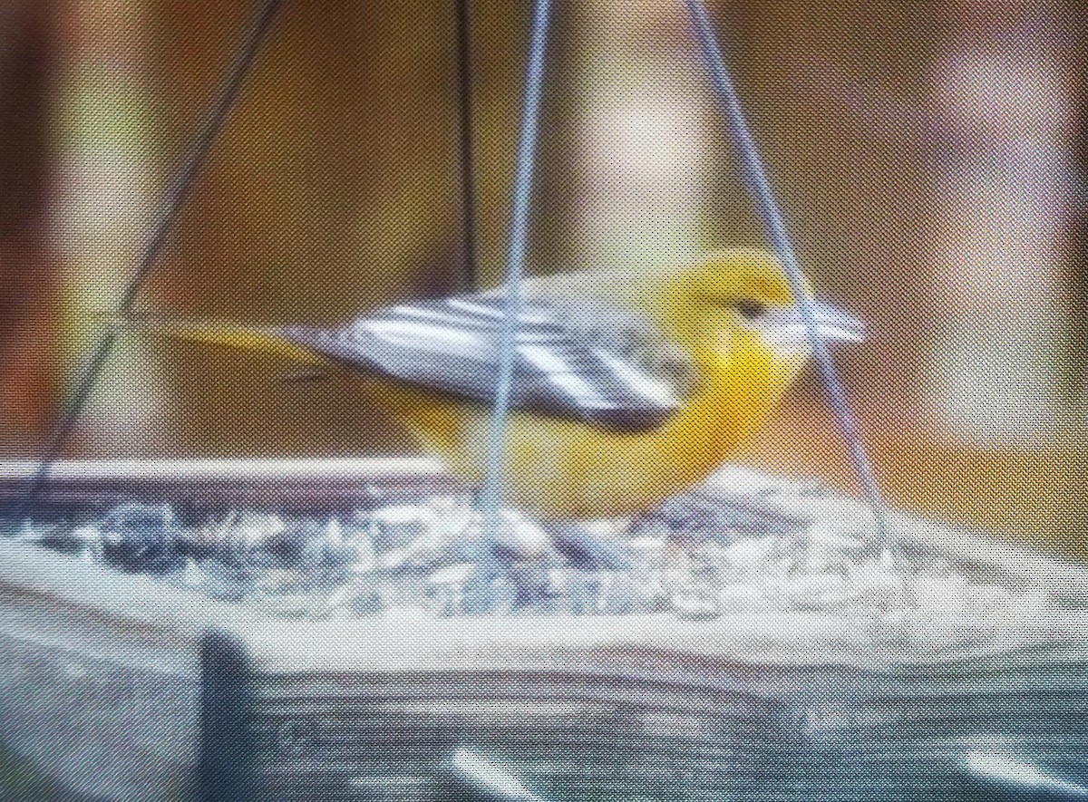 Baltimore Oriole - Joel Martin