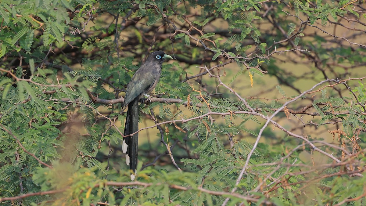 Blue-faced Malkoha - ML518941661