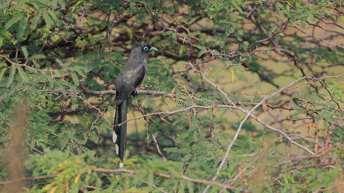 Blue-faced Malkoha - ML518941671