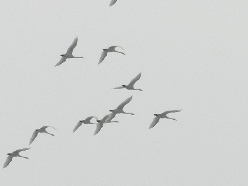 Tundra Swan - Yves Scholten