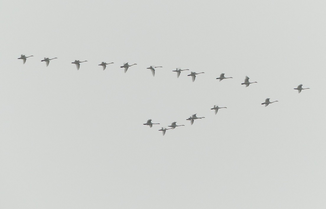 Tundra Swan - ML51894201