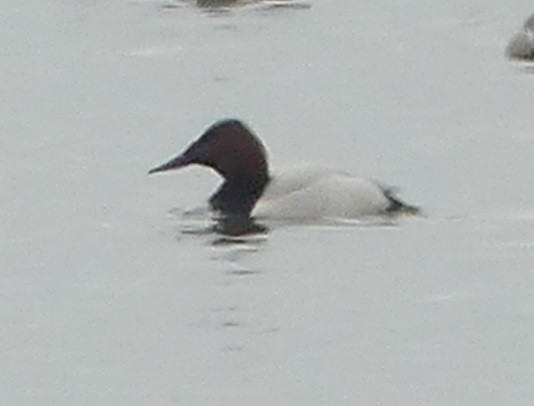 Canvasback - Yves Scholten