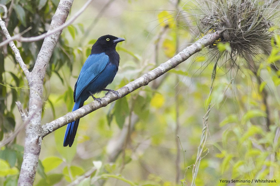 Bushy-crested Jay - Yeray Seminario