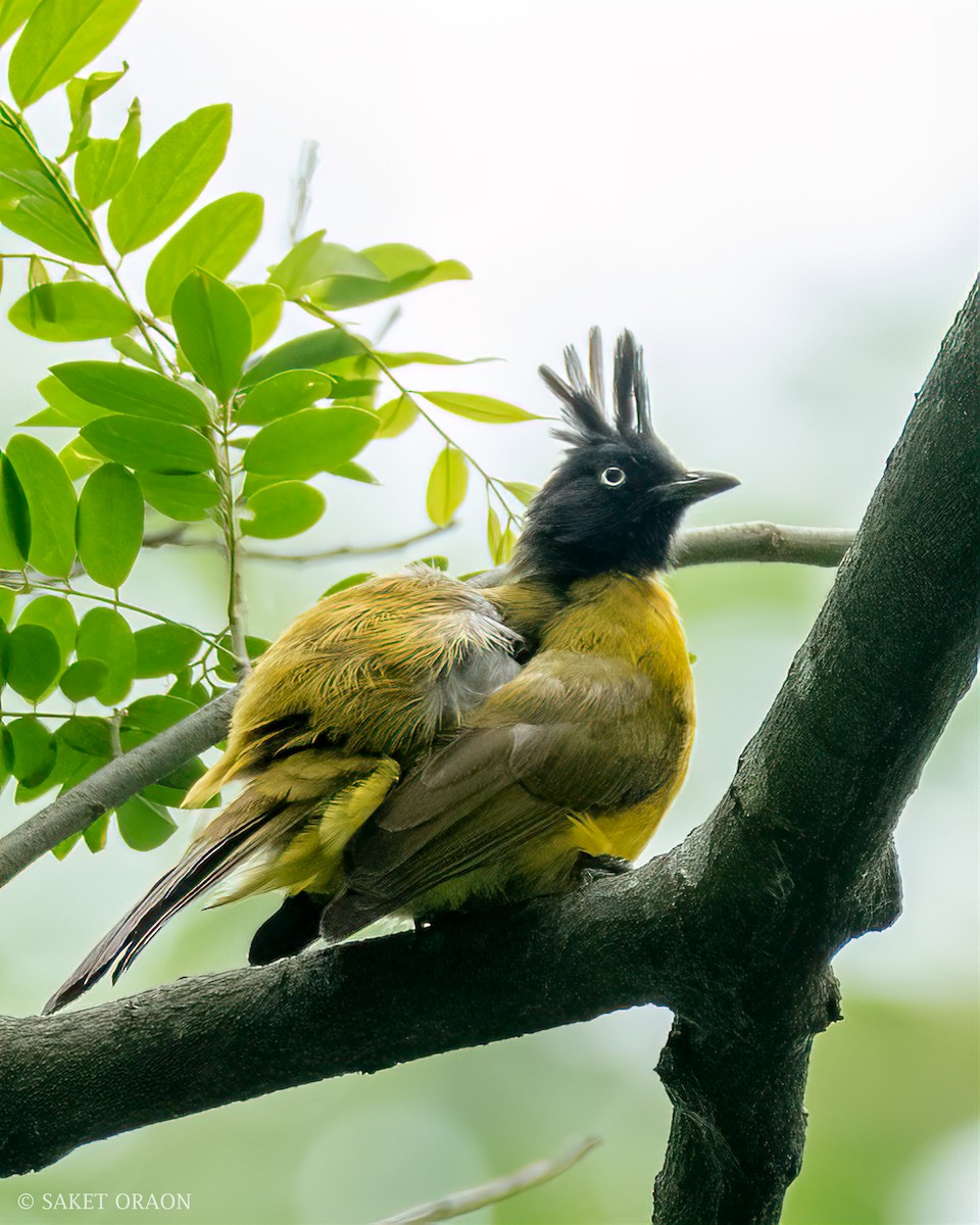 Black-crested Bulbul - Saket Oraon