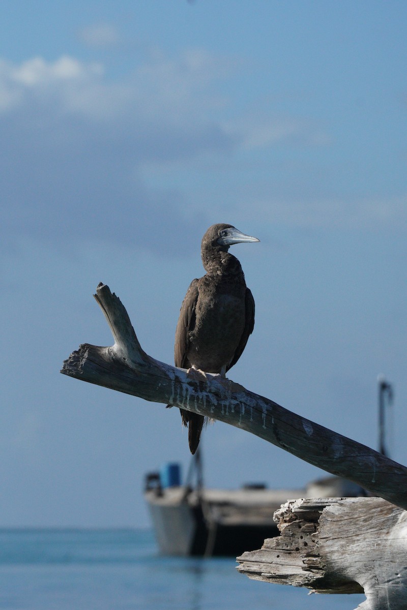 Brown Booby - Michael Walter