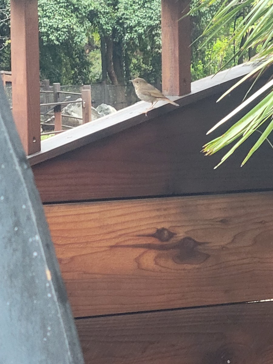 Hermit Thrush - ML518946841