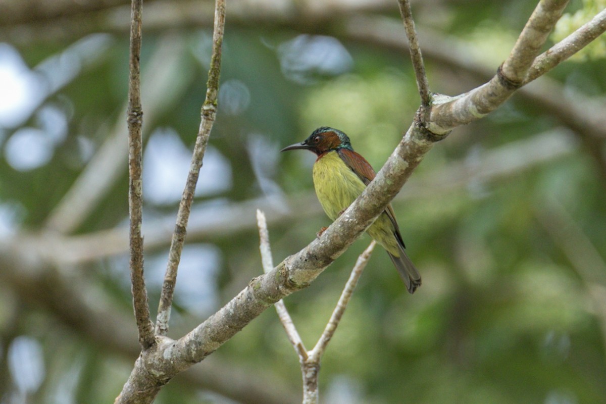Red-throated Sunbird - Wich’yanan Limparungpatthanakij