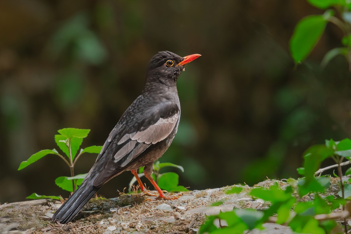 Gray-winged Blackbird - ML518948871