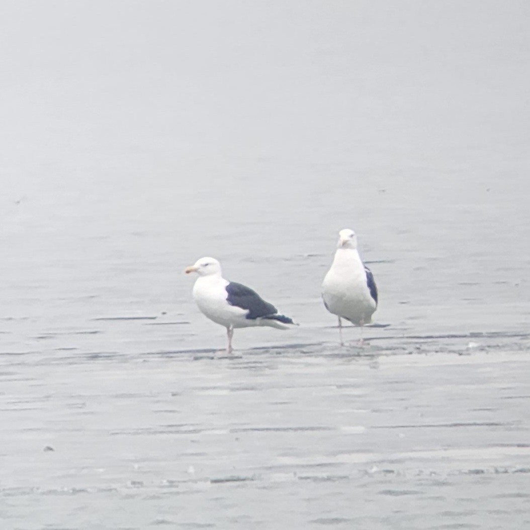 Great Black-backed Gull - ML518949681