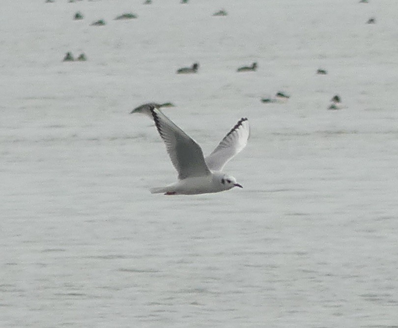 Bonaparte's Gull - Yves Scholten