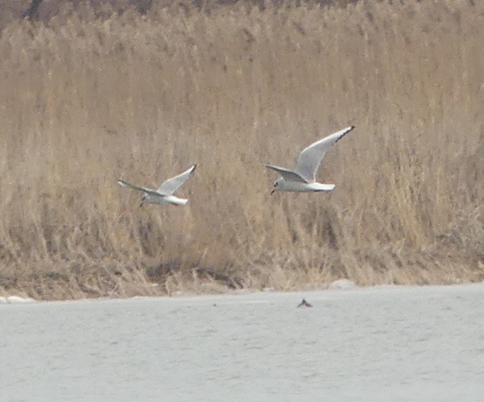 Bonaparte's Gull - Yves Scholten