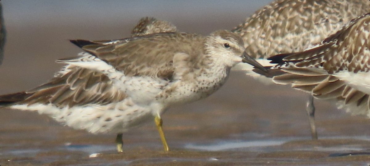 Red Knot - ML518950931