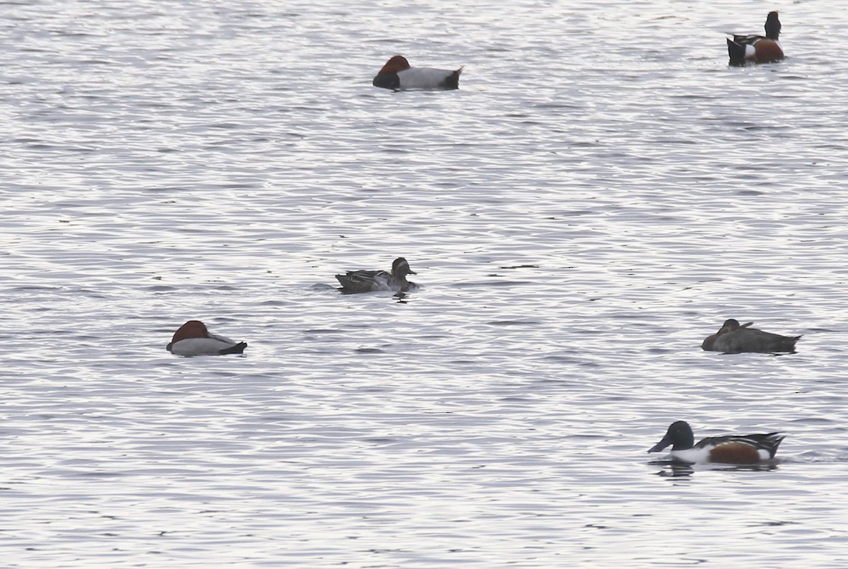 Garganey - Nigel Genn