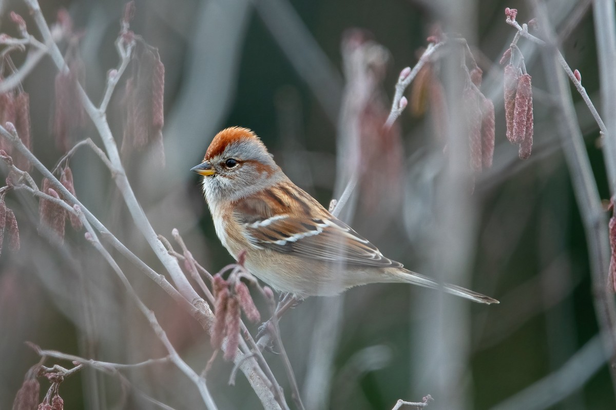 American Tree Sparrow - ML518951531