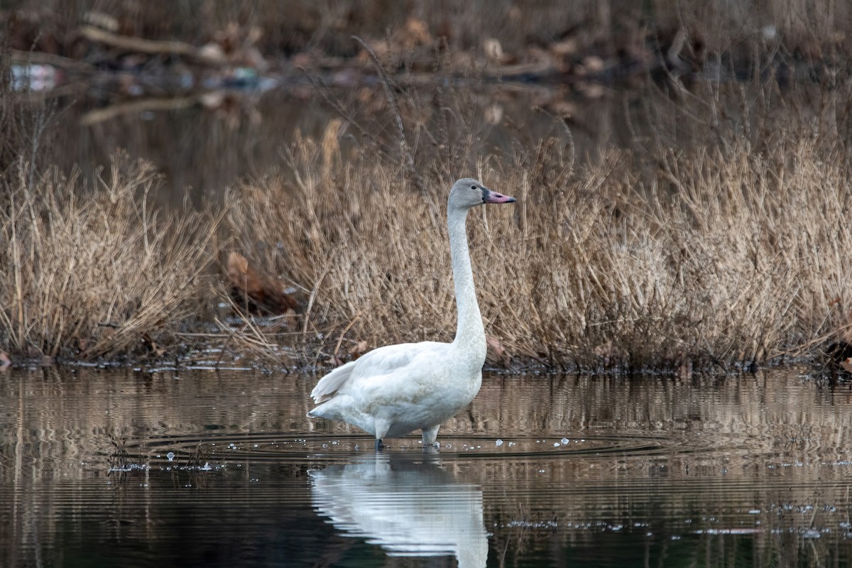 Tundra Swan - ML518951601