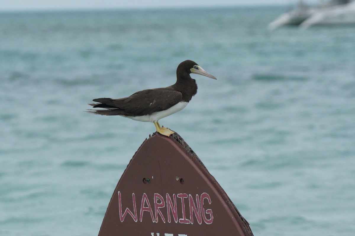 Brown Booby - Michael Walter