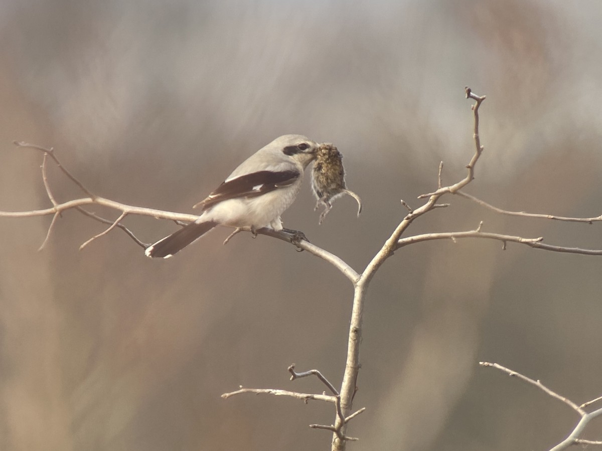 Northern Shrike - Sean Camillieri