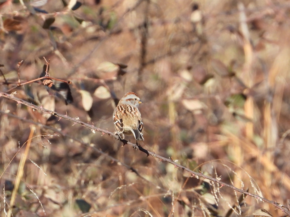 American Tree Sparrow - ML518952611