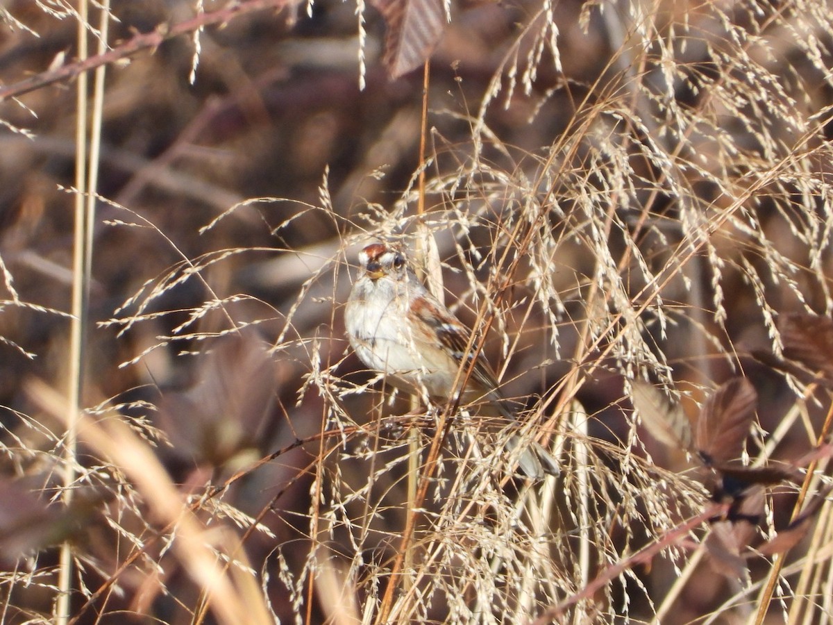 American Tree Sparrow - ML518952651