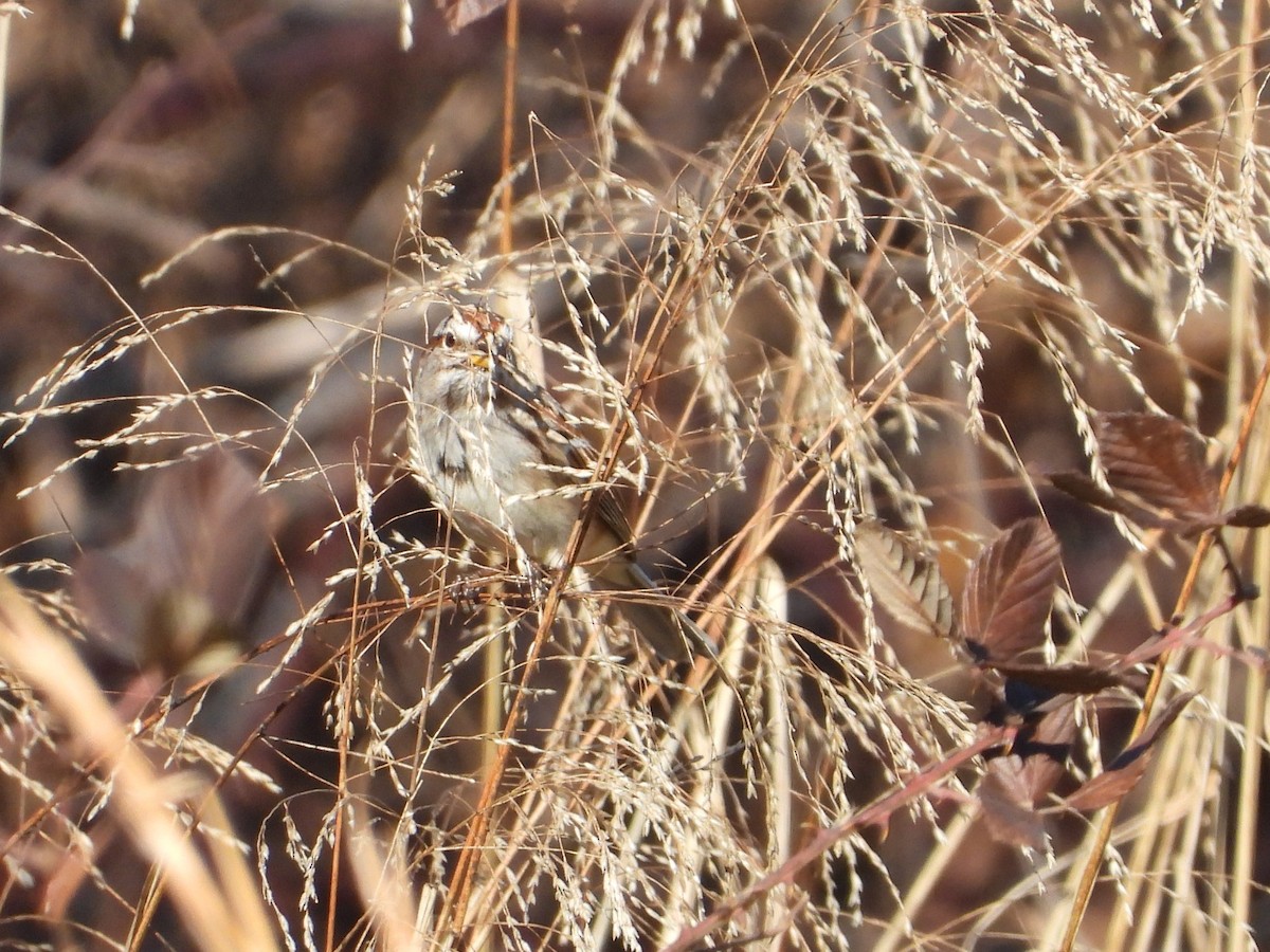 American Tree Sparrow - ML518952681