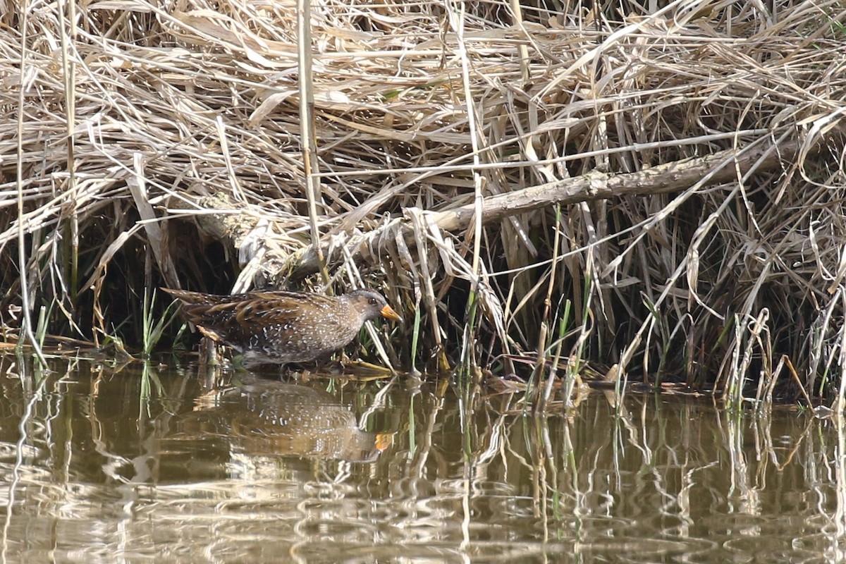 Spotted Crake - ML518953361