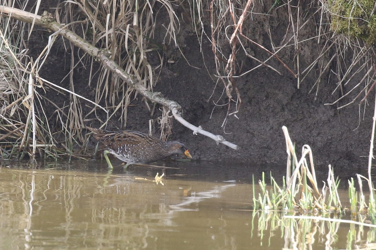 Spotted Crake - ML518953371