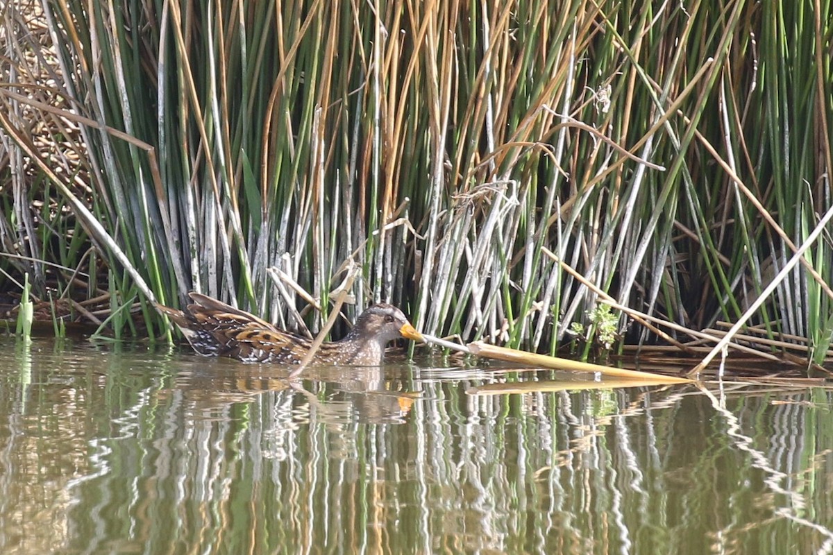 Spotted Crake - ML518953381