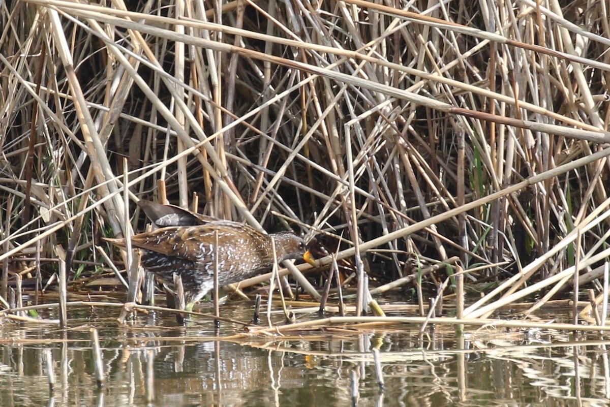 Spotted Crake - ML518953391