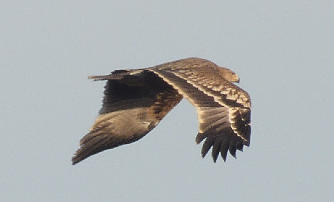 Imperial Eagle - ML518955201