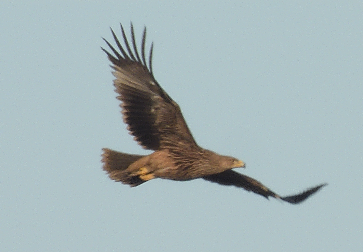 Imperial Eagle - ML518955211
