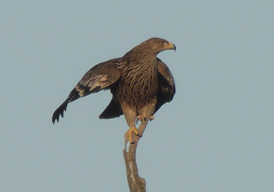 Imperial Eagle - ML518955221