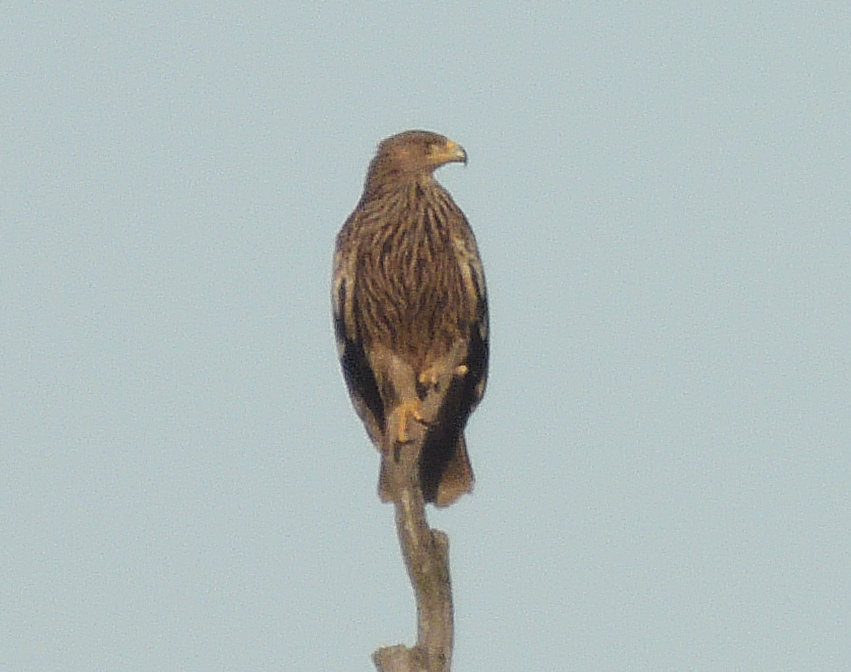 Imperial Eagle - ML518955231